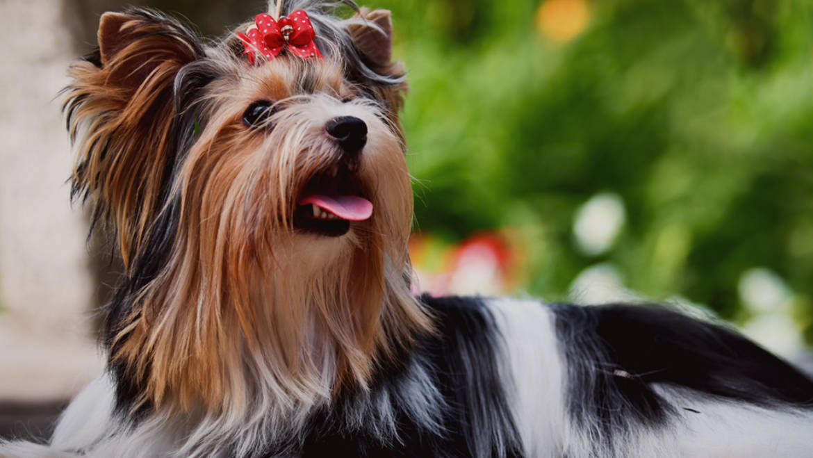 Frizerie canina Bucuresti