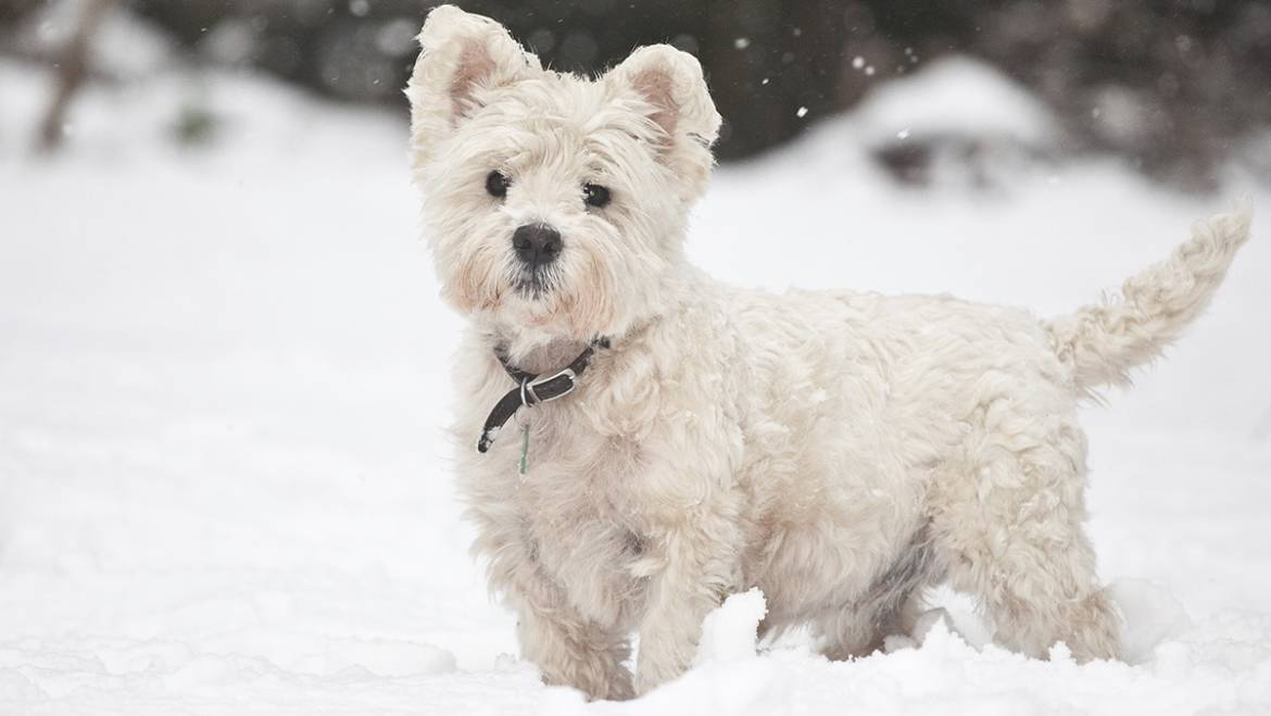 Cum pregătim câinele pentru iarnă