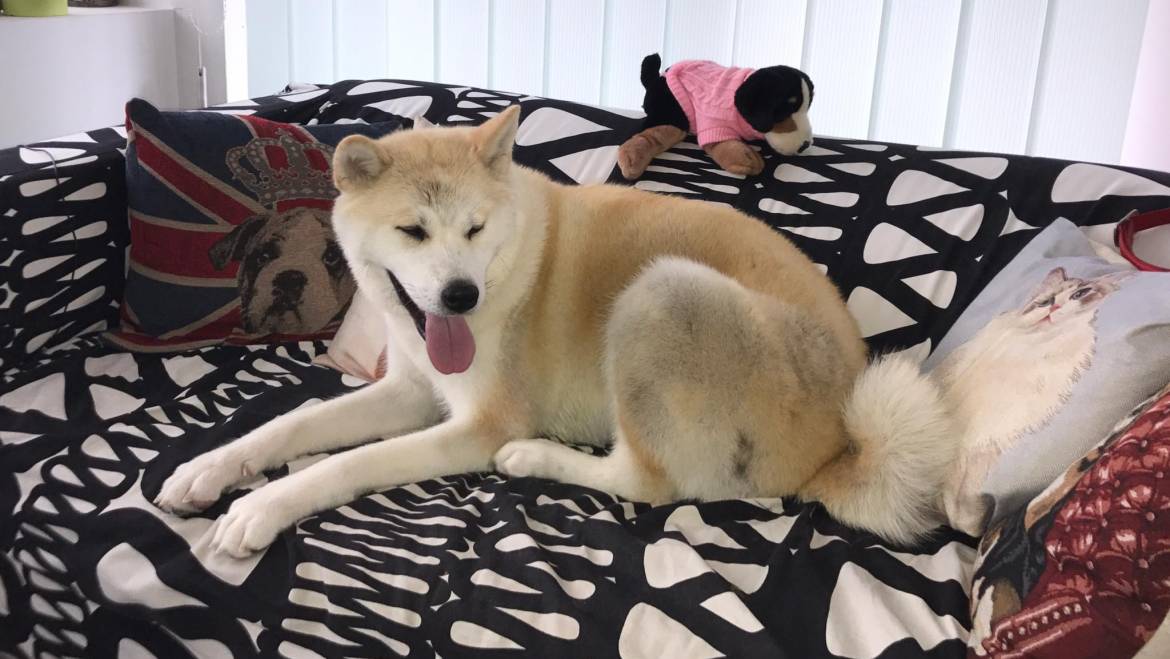 15 lucruri uimitoare despre câini